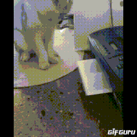 send GIF