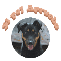 Apruebo Vaneska Sticker