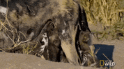 nat geo wild nursing GIF by Savage Kingdom