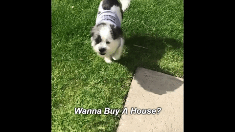 hookseo giphygifmaker buy house buy a house buyhouse GIF
