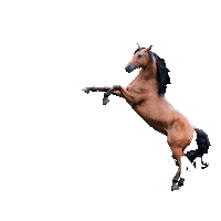 horseriding sella Sticker