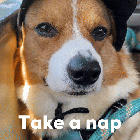 Dog Corgi GIF