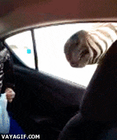 Food Kid GIF