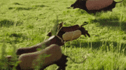 GIF by Clio Awards
