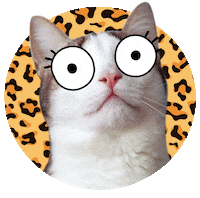 KoshPush wild cat koshpush Sticker