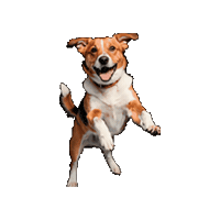 alisulalimentos cachorro supra dog dancing dog smiling Sticker
