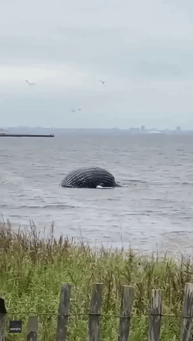 Humpback Whale Carcass Washes Up on Staten Island Beach