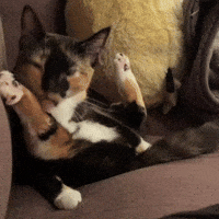 Cat Lick GIF