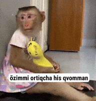 Monkey GIF