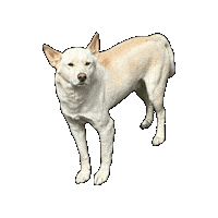Wildlife Dingo Sticker by Gumbuya World