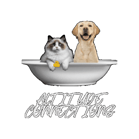 Askandrea Sticker by Altitude Connections