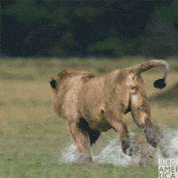 Chasing Sir David Attenborough GIF by BBC America