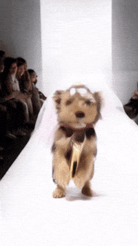 Dogs Yorkshireterrier GIF