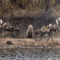 dogs pack GIF