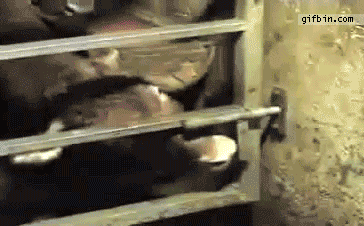 cow escaping GIF by Cheezburger