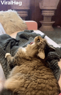 Cat's Tongue Repeatedly Caught on Blankets