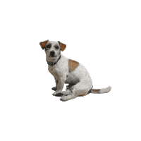 DJW_Werbeagentur dog werbeagentur jackrussell wedeln Sticker