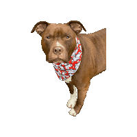 Pibble Sticker by Geekster Pets
