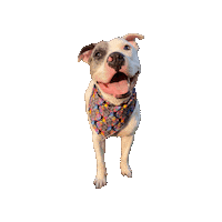 Wednesday Gus Sticker by Geekster Pets