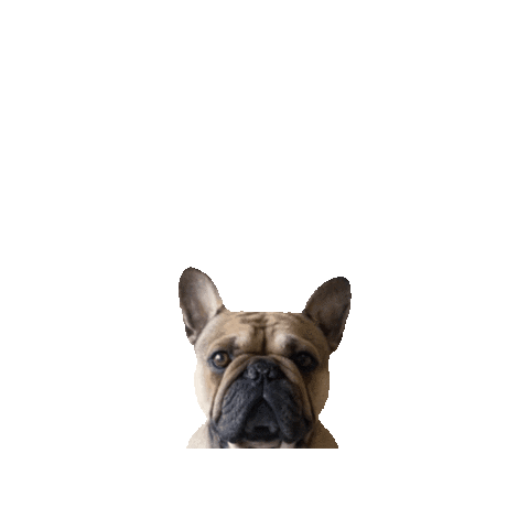 French Bulldog Dog Sticker by Bold Online Marketing