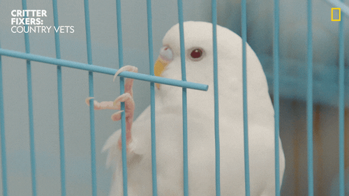 National Geographic Eyes GIF by Nat Geo Wild