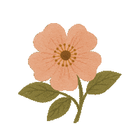 Flower Rose Sticker