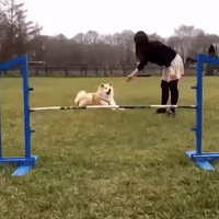 dog motion GIF by The Videobook