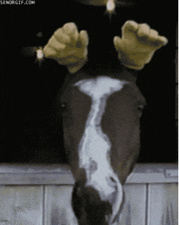 horse jajaja GIF