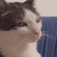 monkeycatluna monkeycatluna crunchycatluna crunchycat luna judgy cats cat GIF