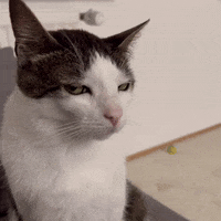 monkeycatluna monkeycatluna crunchycatluna crunchycat luna judgy cats cat GIF