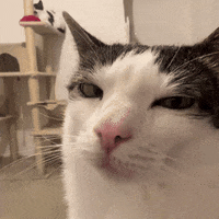 monkeycatluna monkeycatluna crunchycatluna crunchycat luna judgy cats cat GIF