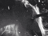 black and white unicorn GIF