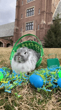 GIF by MercyhurstU