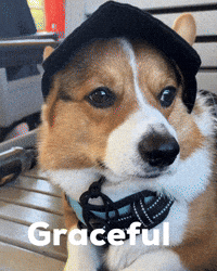 Dog Corgi GIF
