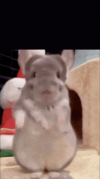 Chinchilla Sue GIF