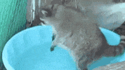 raccoon GIF