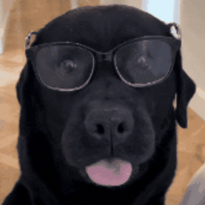 Good Boy Dog GIF