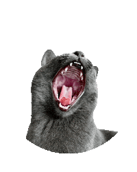 ekekeklunagarcia cat mad scream insane Sticker