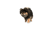 Dog Pet Sticker by TVN CORPORATE MEDIA