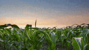 BayerCropProtection bayer trivolt GIF