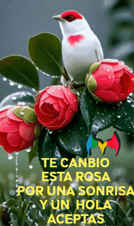 Feliz Amigos GIF by Murcianys LLC