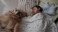 'Bodyguard' Golden Retriever Doesn't Leave Napping Toddler's Side