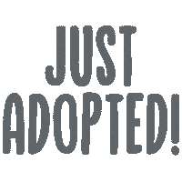 Cat Love Sticker by The Dumb Friends League