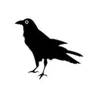 Bird Raven Sticker by pipikwan pêhtâkwan