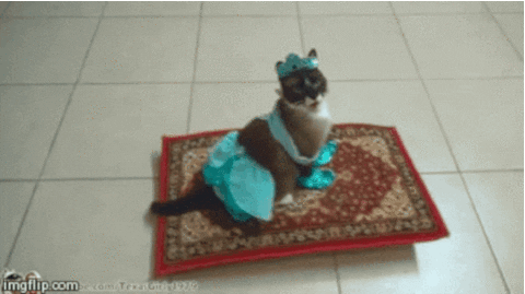 Cat This Is Awesome GIF