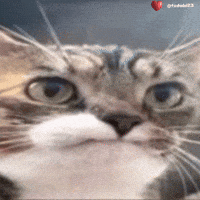 Stabil Frown GIF