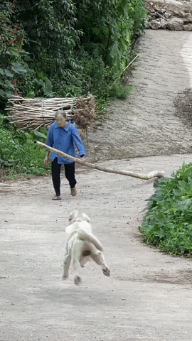 cuteanimalland giphyupload GIF