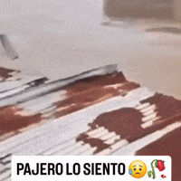 Wilson Lo Siento GIF