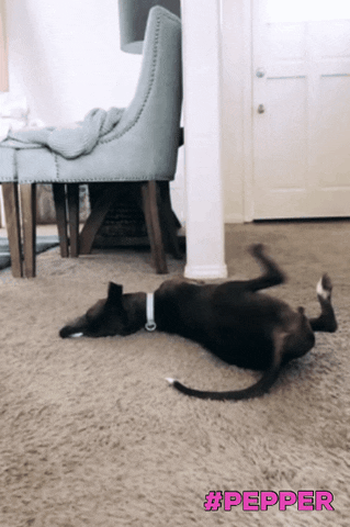 pepper dance moves boomerang greyhound exited GIF