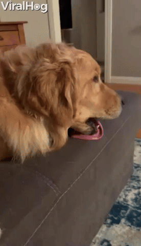Doggy Likes to Lick Random Things